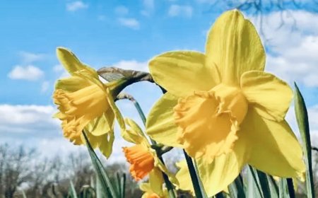 യുകെയിൽ വസന്ത തുടക്കം: വ്യാഴാഴ്ച താപനില 18 ഡിഗ്രി വരെ, ചൂടൻ ദിനം പ്രവചനം