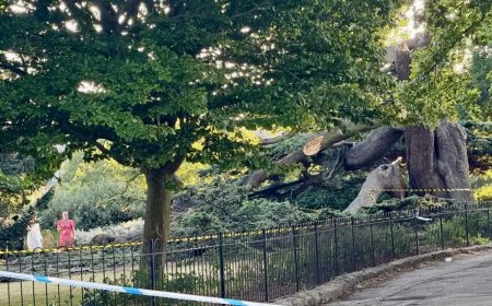 ചാൽക്വെൽ പാർക്കിൽ മരം വീണ് ഏഴുവയസുകാരി മരിച്ചു; ആറുവയസുകാരി ഗുരുതരാവസ്ഥയിൽ